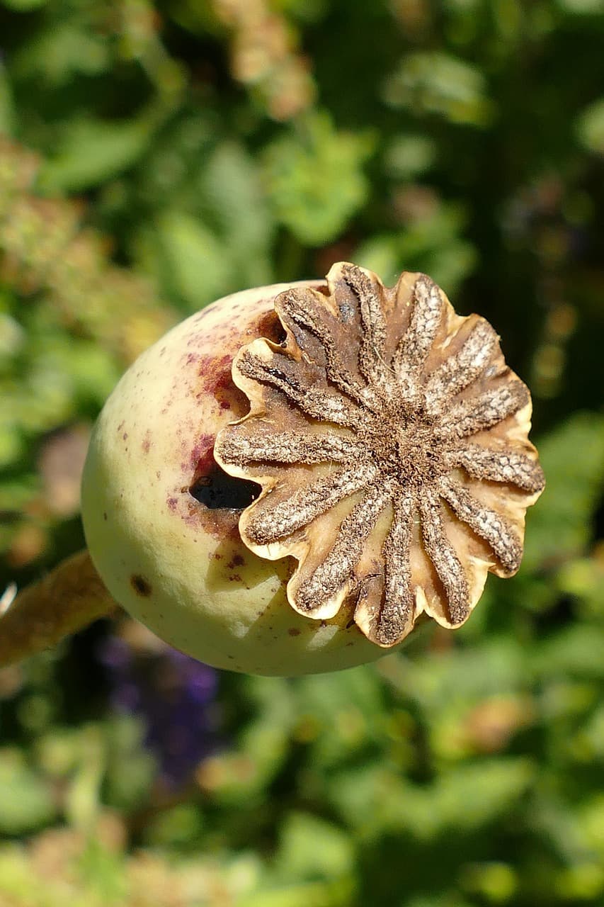 Limitations of AI Essay Revision Tools